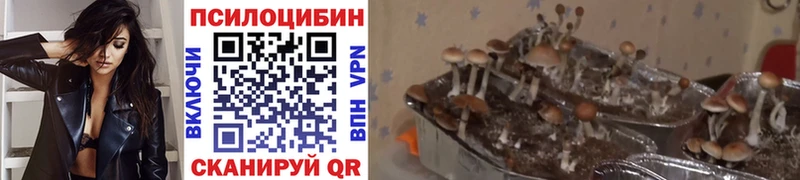 Псилоцибиновые грибы Psilocybine cubensis  Красноперекопск 